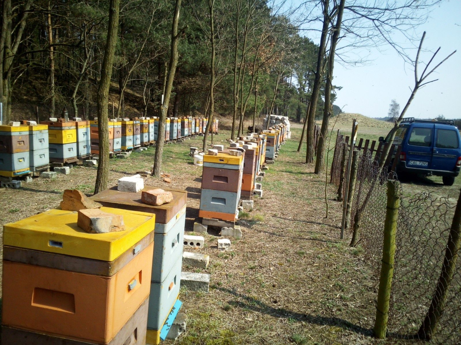 Odkłady pszczele .Rodziny pszczele, Pszczoły,5 ram wielkopolskich