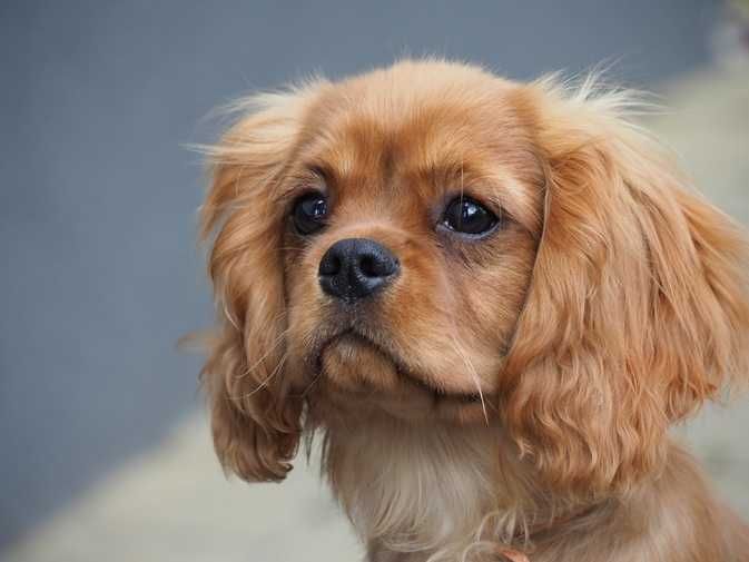 ZKwP - FCI Cavalier King Charles Spaniel  - Piesek