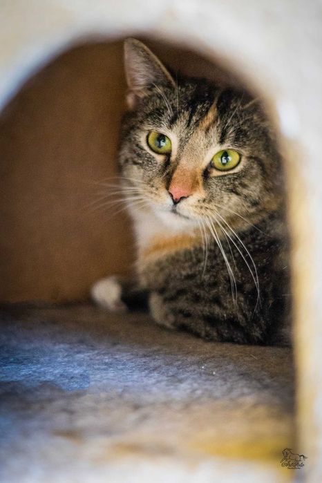 Młoda kotka Nastka do adopcji