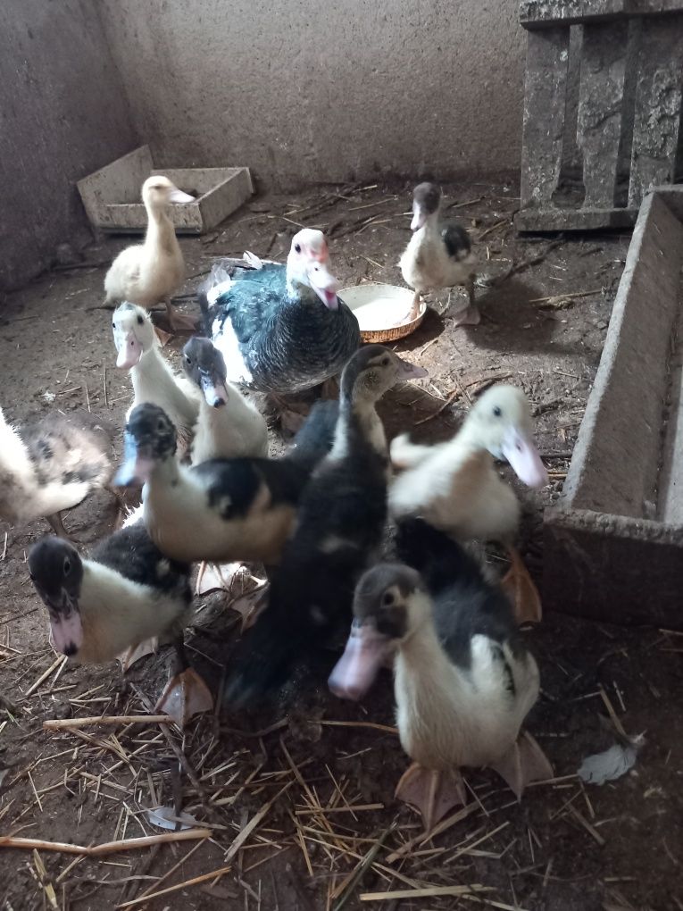 Vendo patos mudos novos