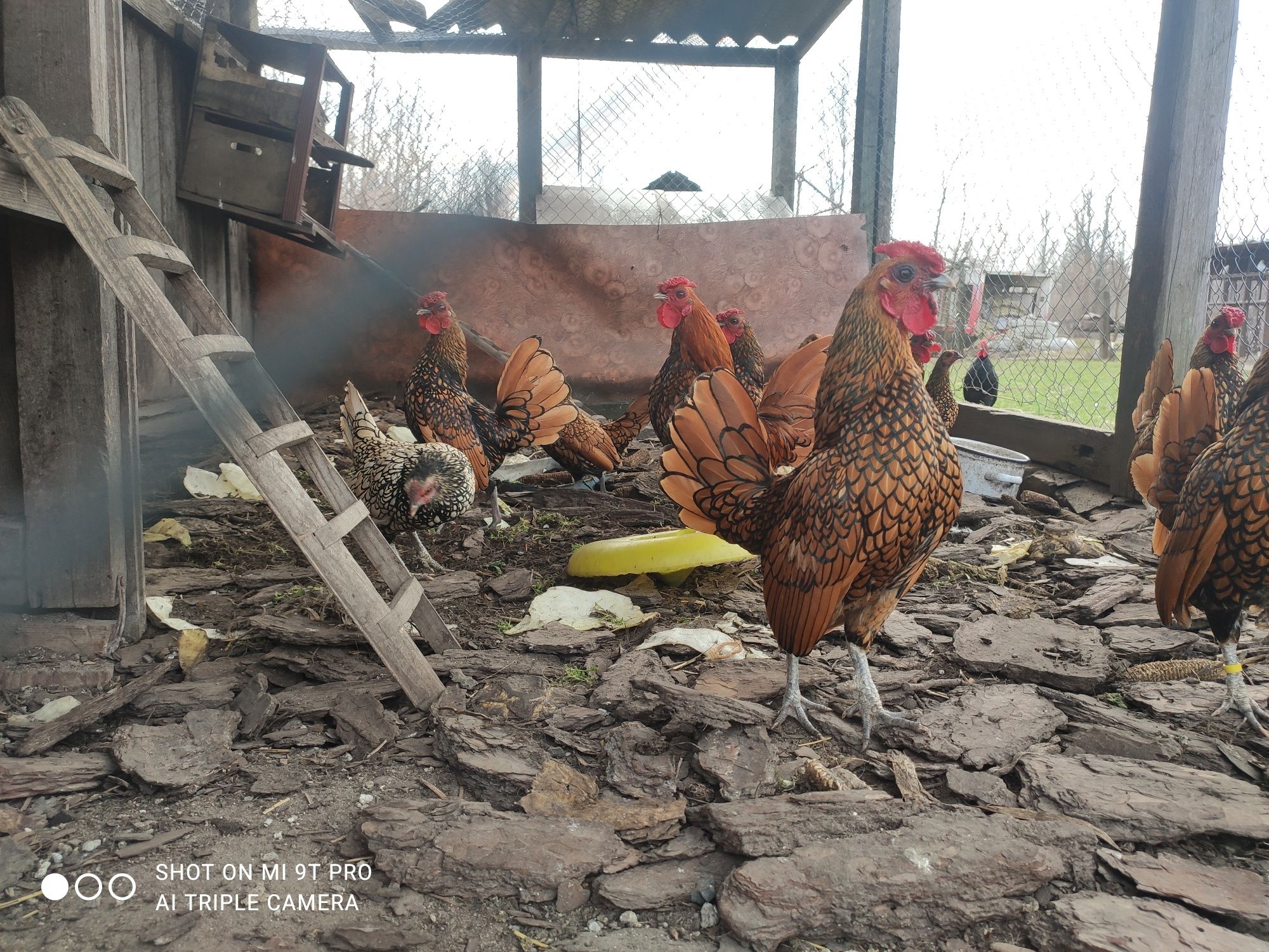 Півники Сібрайт червоні