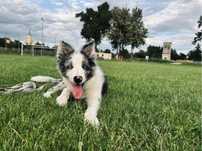Piesek Border Collie Blue merle pies