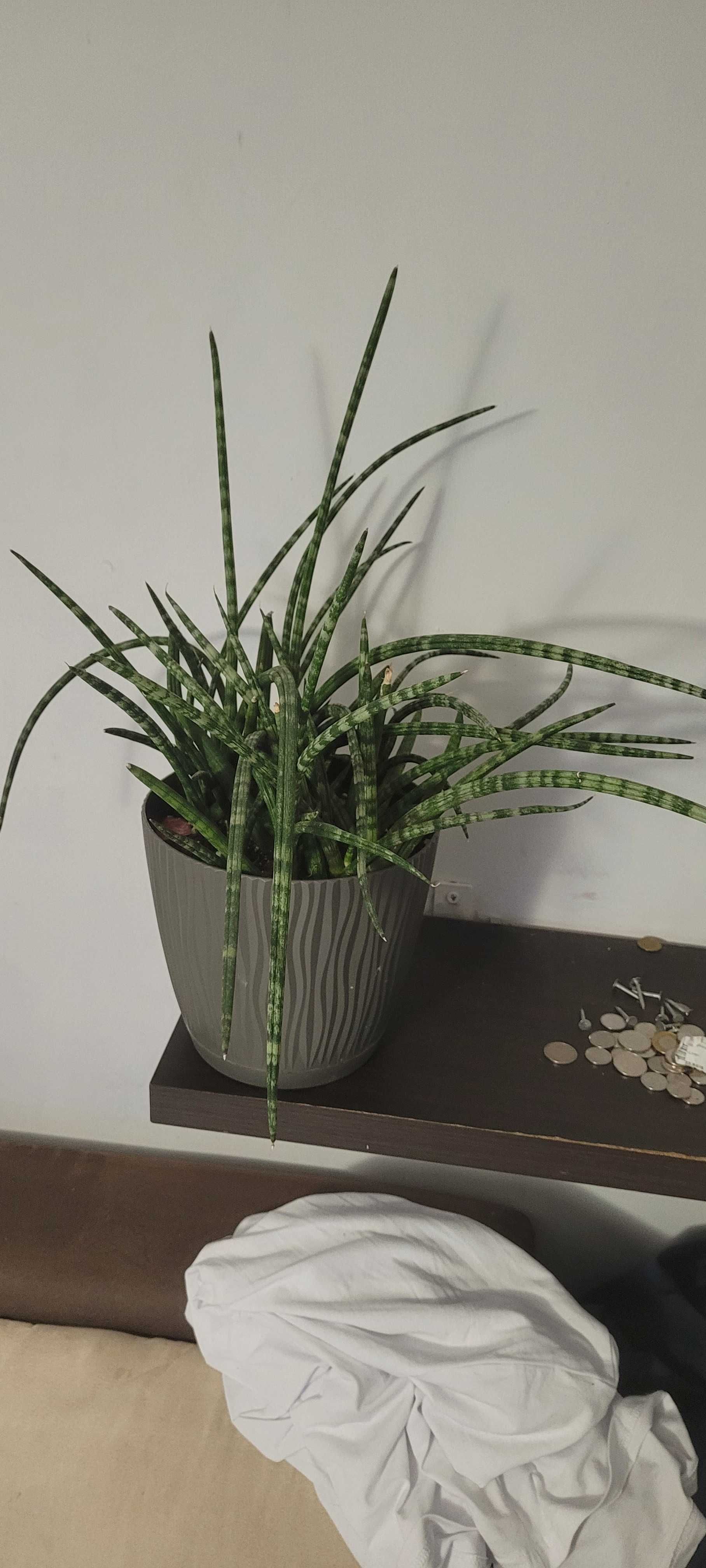 Sanseviera cylindryczna gigant
