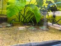 Kirysek szmaragdowy (Corydoras splendens) od 5 szt 9 zł