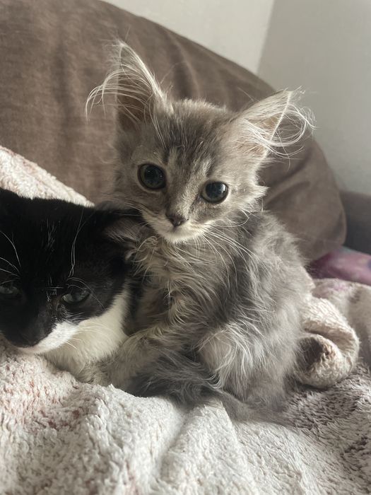 Кошеня коти киця