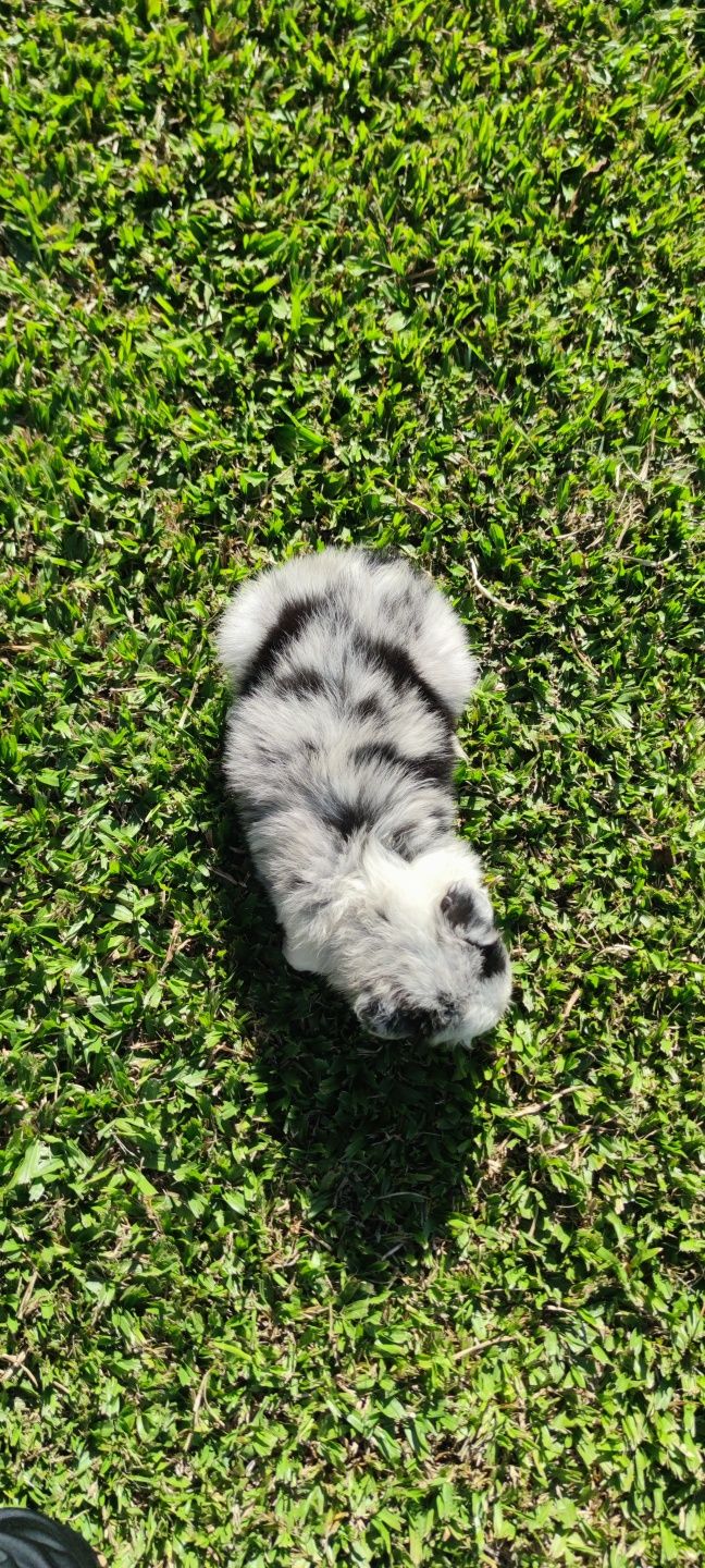 Border Collie Blue Merle fêmea