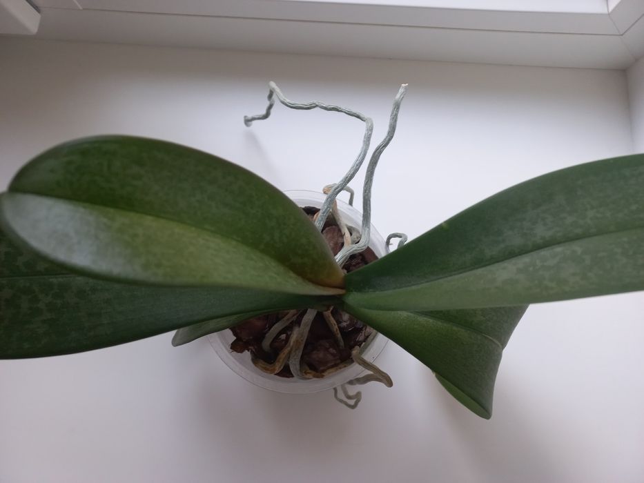Орхідея, фаленопсис
