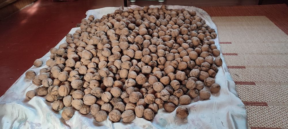 Грецкие орехи средние ( волоські горіхи )