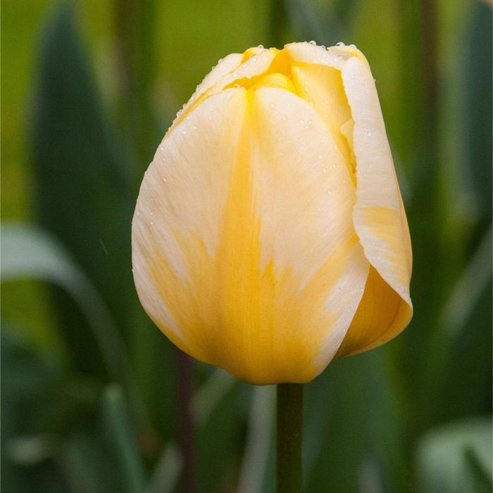 Cebulki tulipanowe Jaap Grot 10szt. DT Tulips