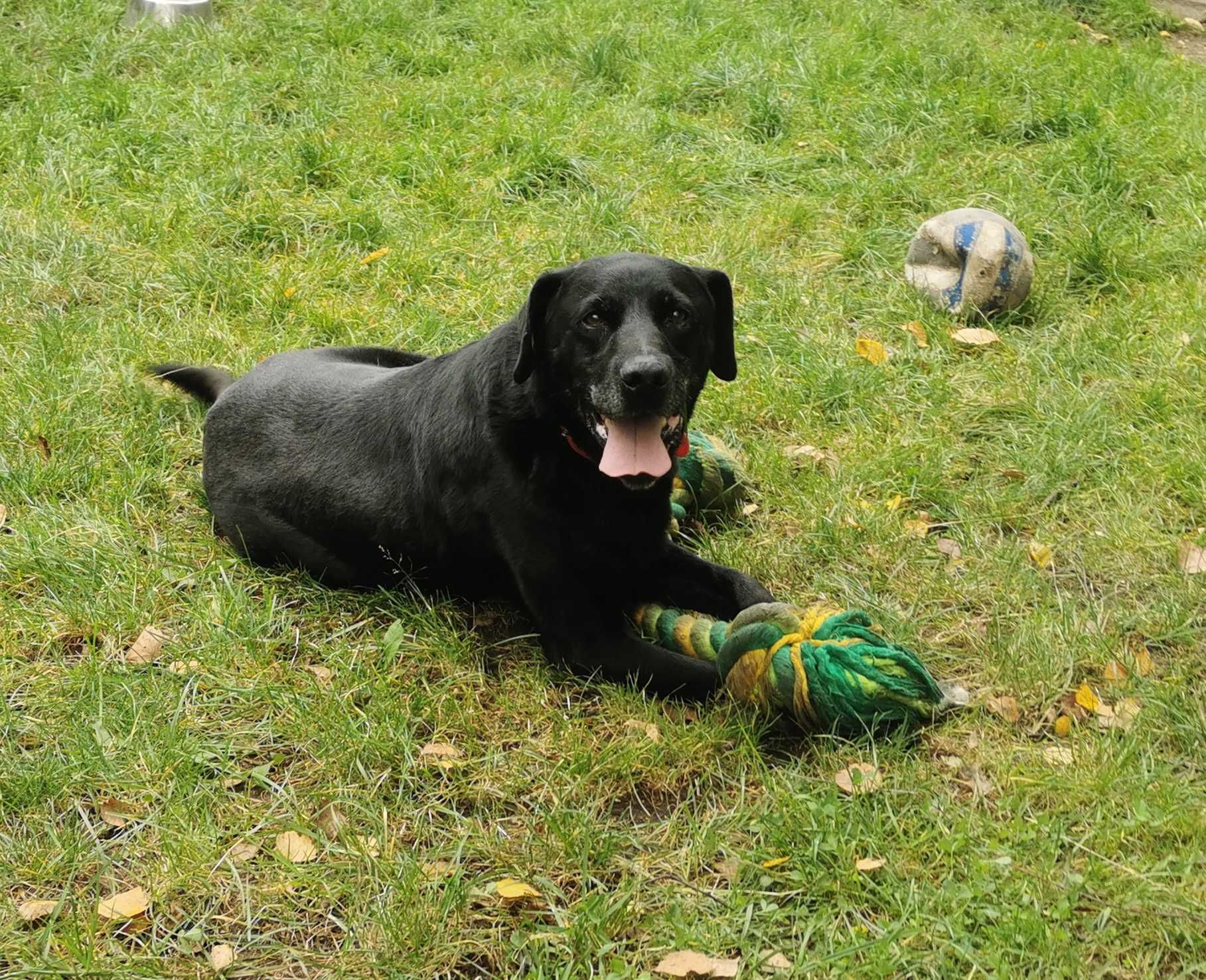 13 letni Celt w typie labrador-retrievera - schronisko