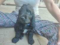 Cocker spaniel preto macho