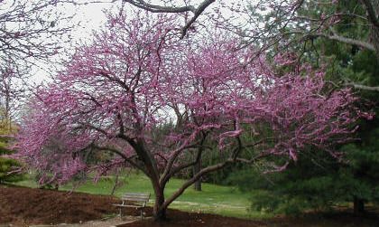 JUDASZOWIEC KANADYJSKI - sadzonki w doniczkach Promocja!