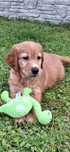 Golden retriever piesek