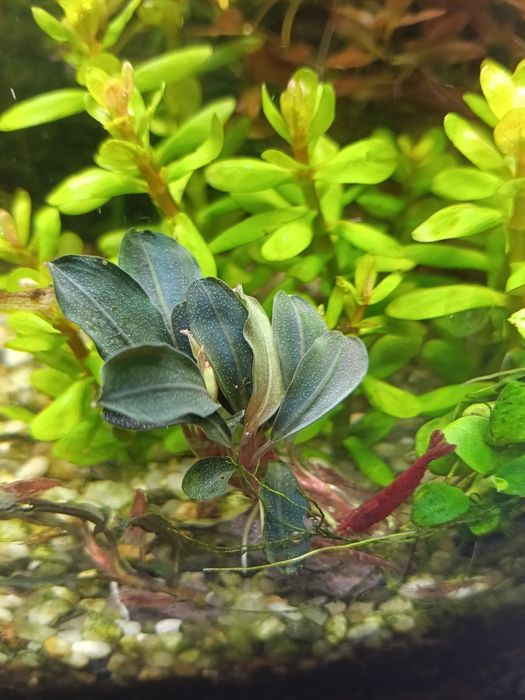 Bucephalandra Red mini