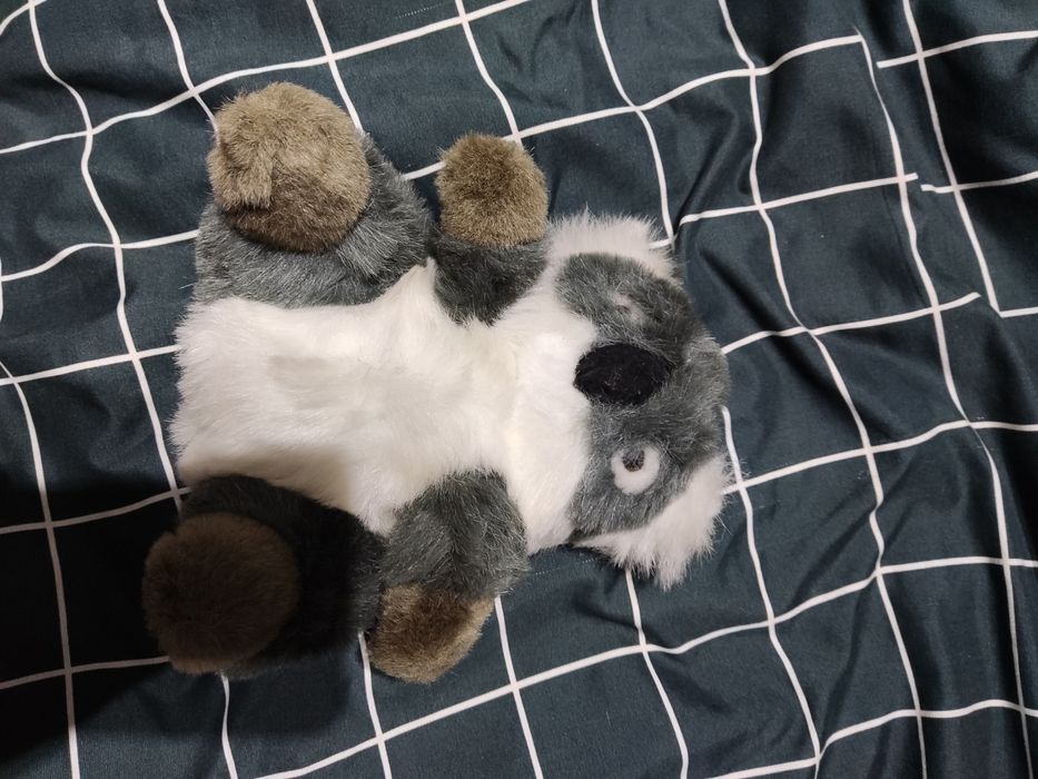 Miś koala milutki