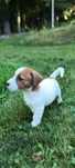 Jack russell terrier piesek nr 2 Stary sącz