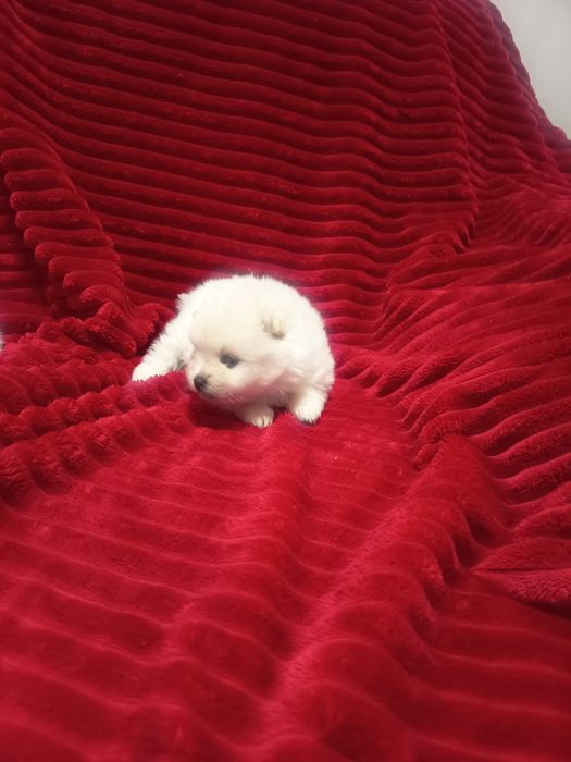 Spitz Ana,Lulu da Pomerânia femea