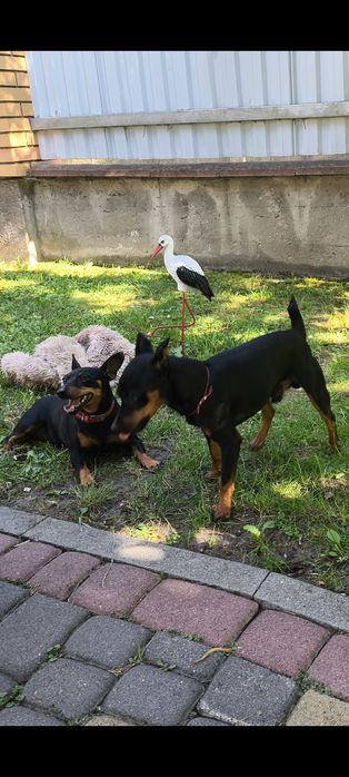 Чистокровні цвергпінчери(карликові піечери), можлива доставка.