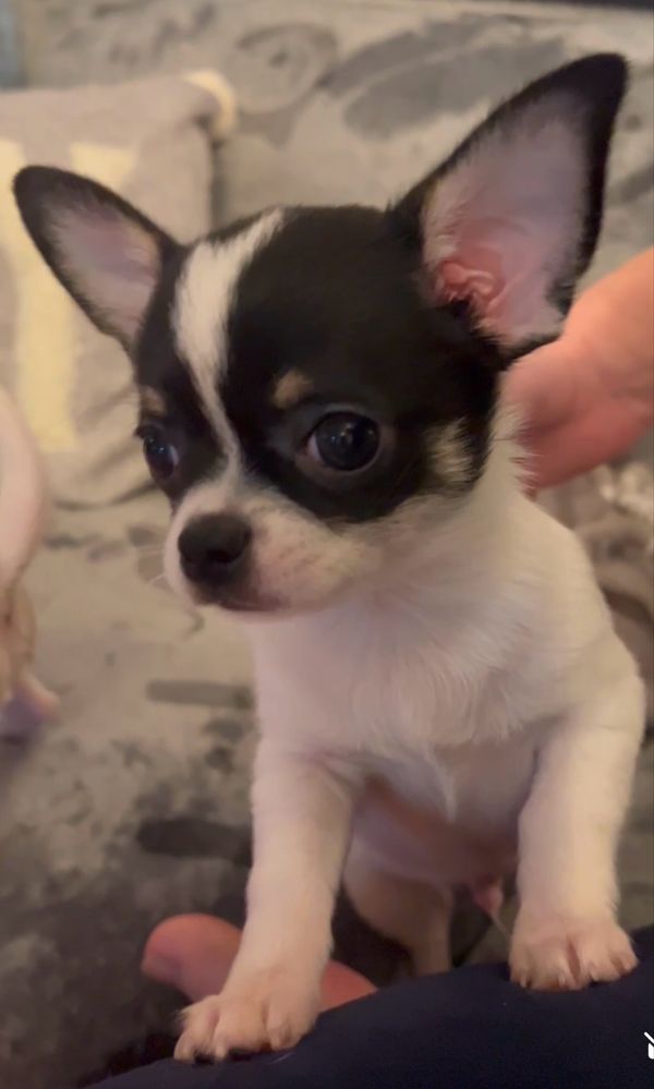 Chihuahua krótkowłosy ZKwP/ FCI