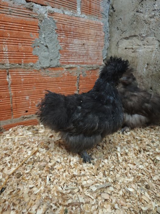 Pintinho Sedosa do Japão