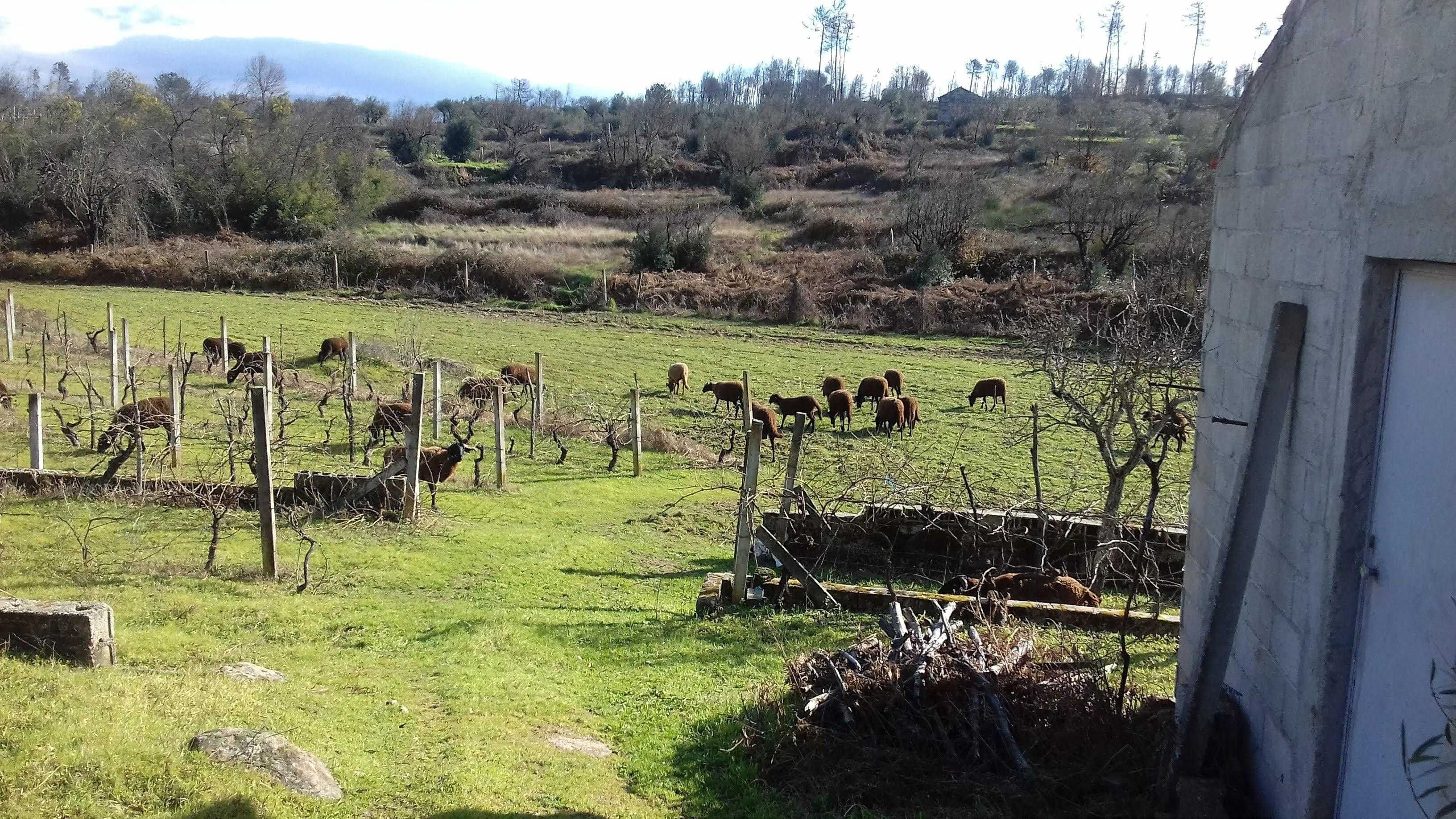 QUINTA COM CASA ,( poço e vinha zona vinícola  do DÃO)