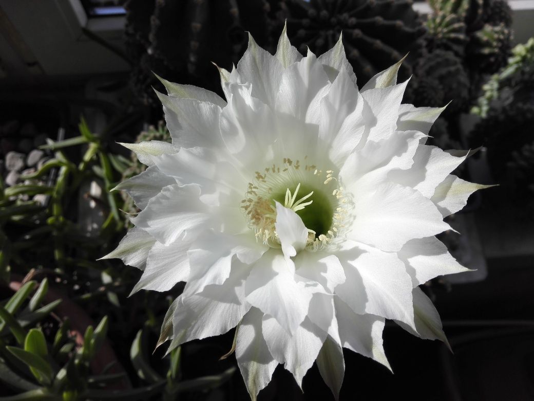 Echinopsis kaktus sukulent kwiat domowy plus gratis.