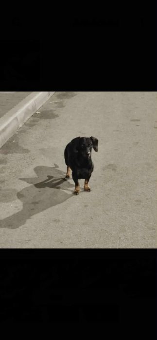 Пропала собака (такса) Космос