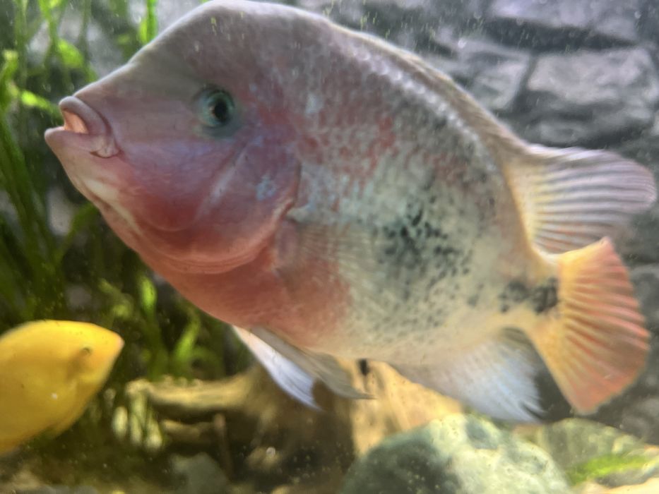 Vieja ryby pielegnica wielobarwna vieja synspila