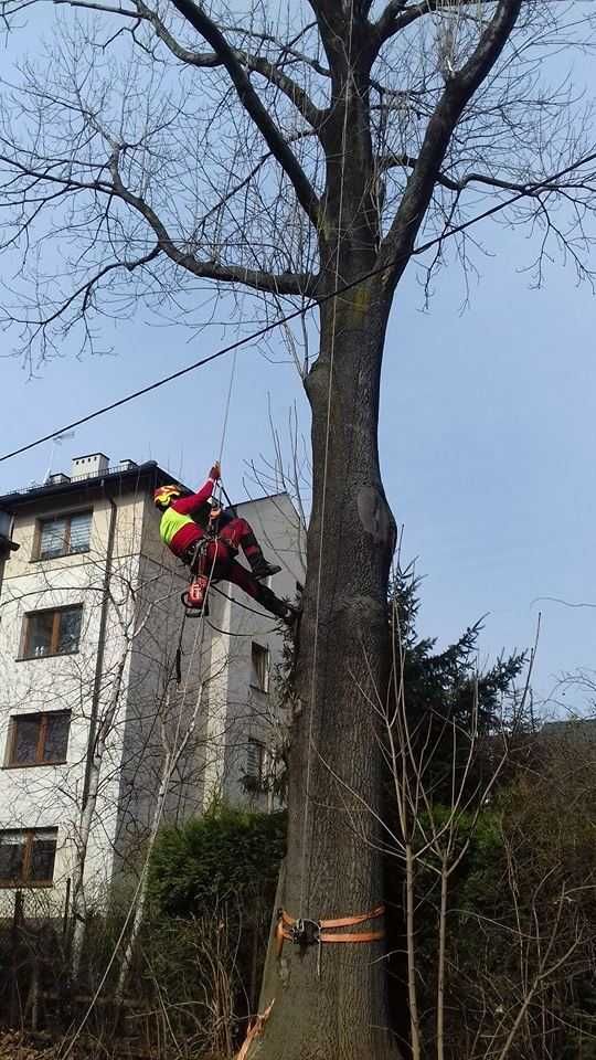 Wycinka drzew, pielęgnacja drzew, czyszczenie działek, usługi rębakiem