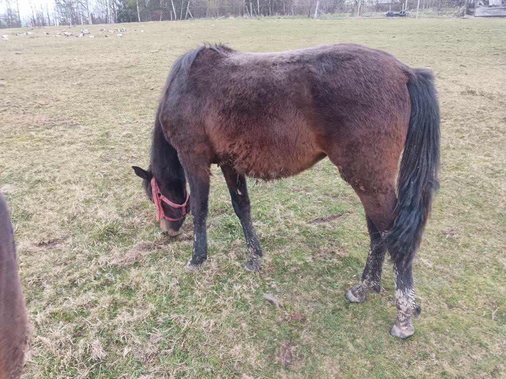 Klacz  Huculska koń