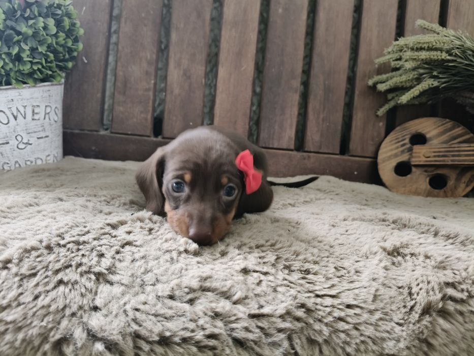 Teckel kaninchen fêmea com LOP