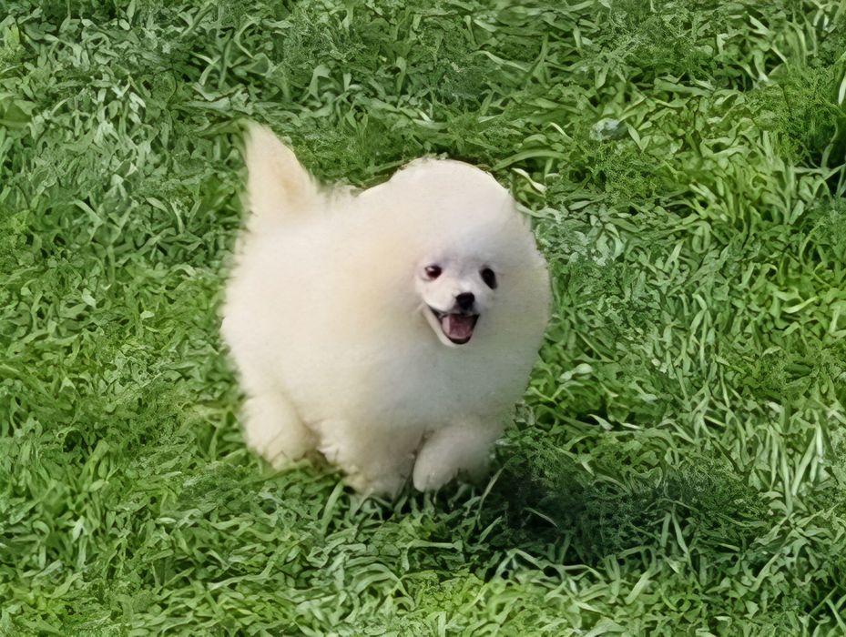 Szpic miniaturowy Pomeranian ZKwP ZKwP.