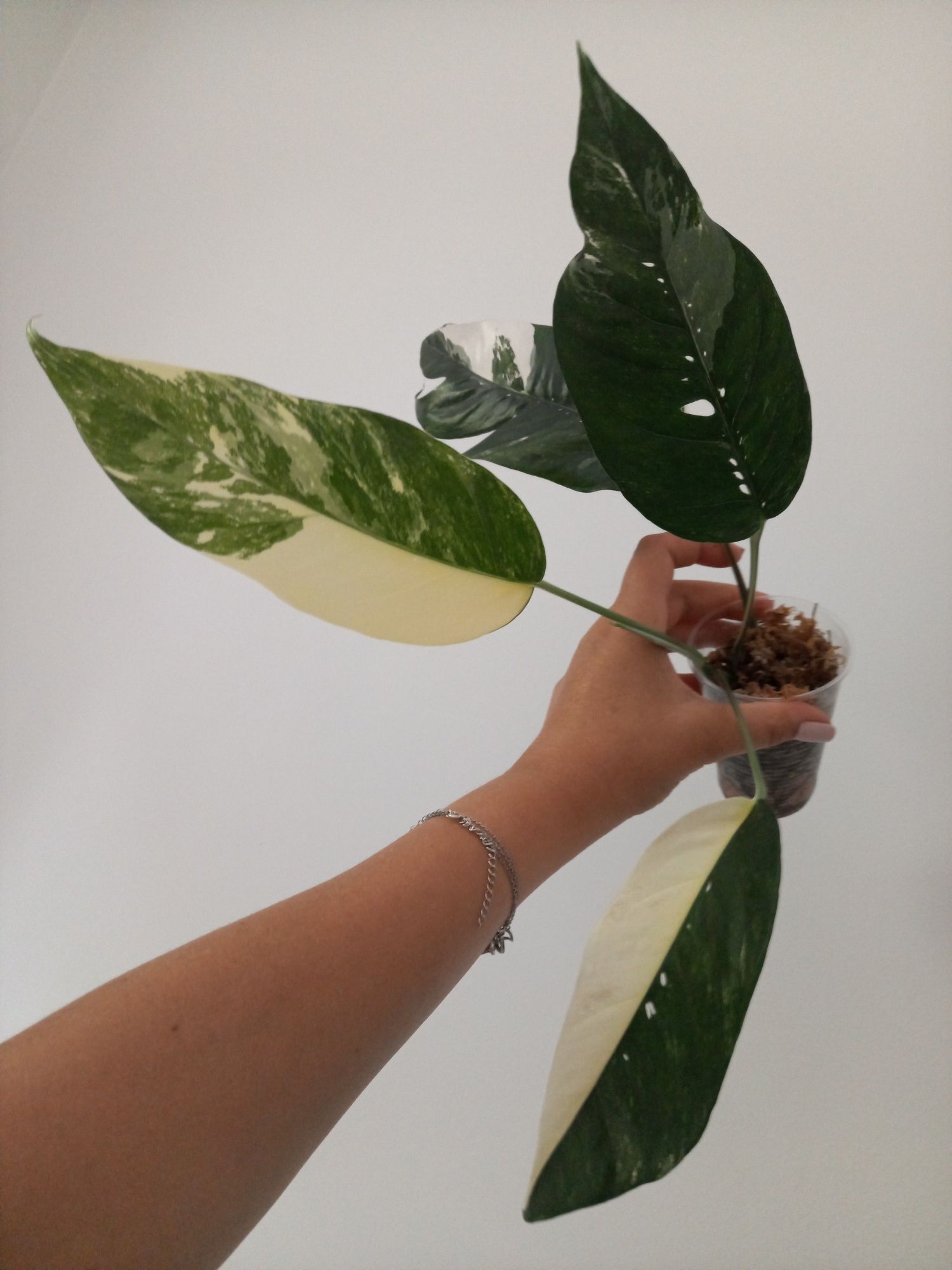 Epipremnum Pinnatum Variegata