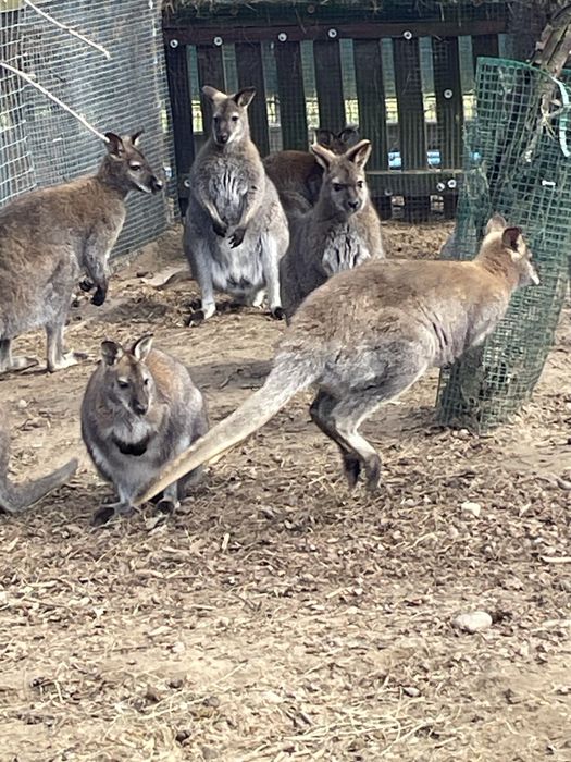 Sprzedam samce walabia benetta