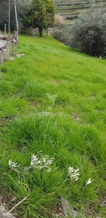 Terreno Rústico em Moura Morta