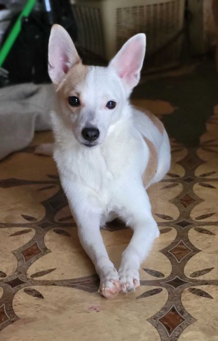 Маленький песик шукае добрі руки