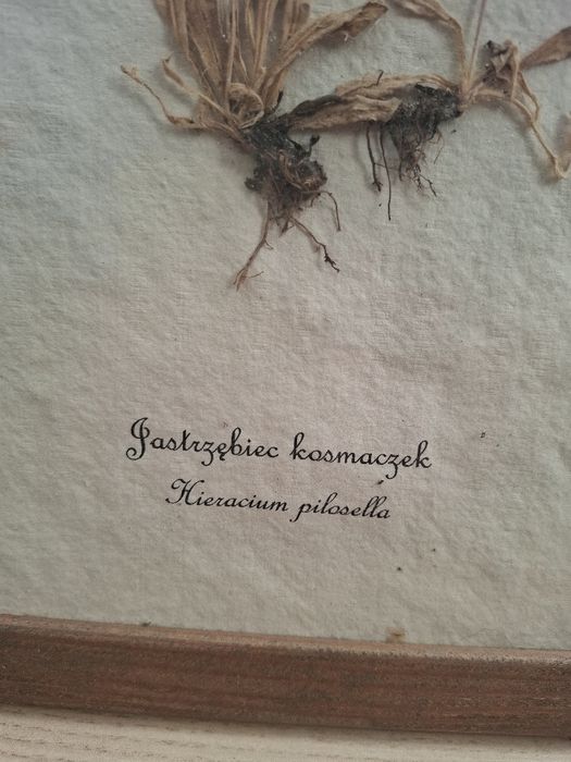 Suszone zioła, kwiaty w ramce.Obraz, dekoracja. Jastrzebiec Kosmaczek