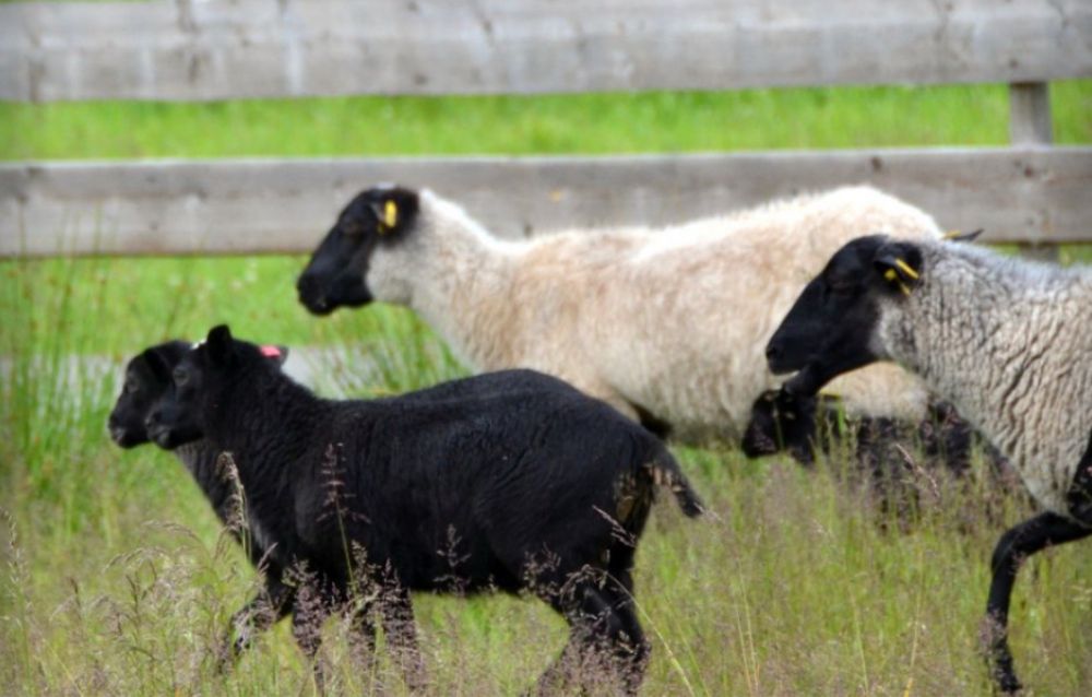 Продам вівці баранчики  ярки домашні