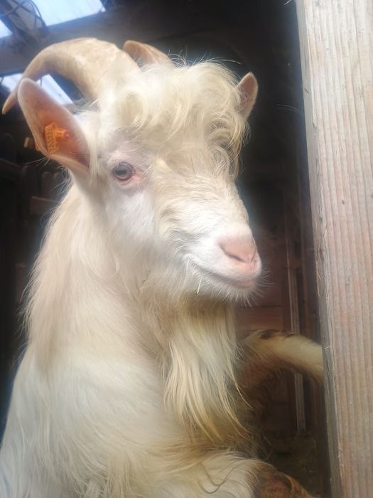 Kozioł karpacki z licencją