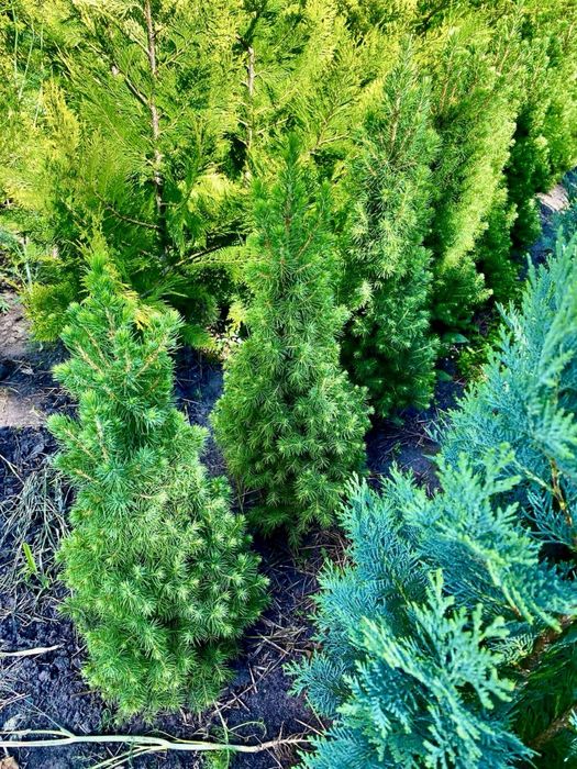 Туя Смарагд Брабант Колумна Даніка Глобоза Ялівець Ялинка Кипарисовик