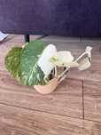 Monstera deliciosa variegata