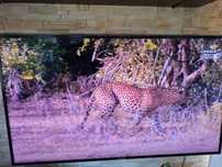 Telewizor 55 cali Samsung