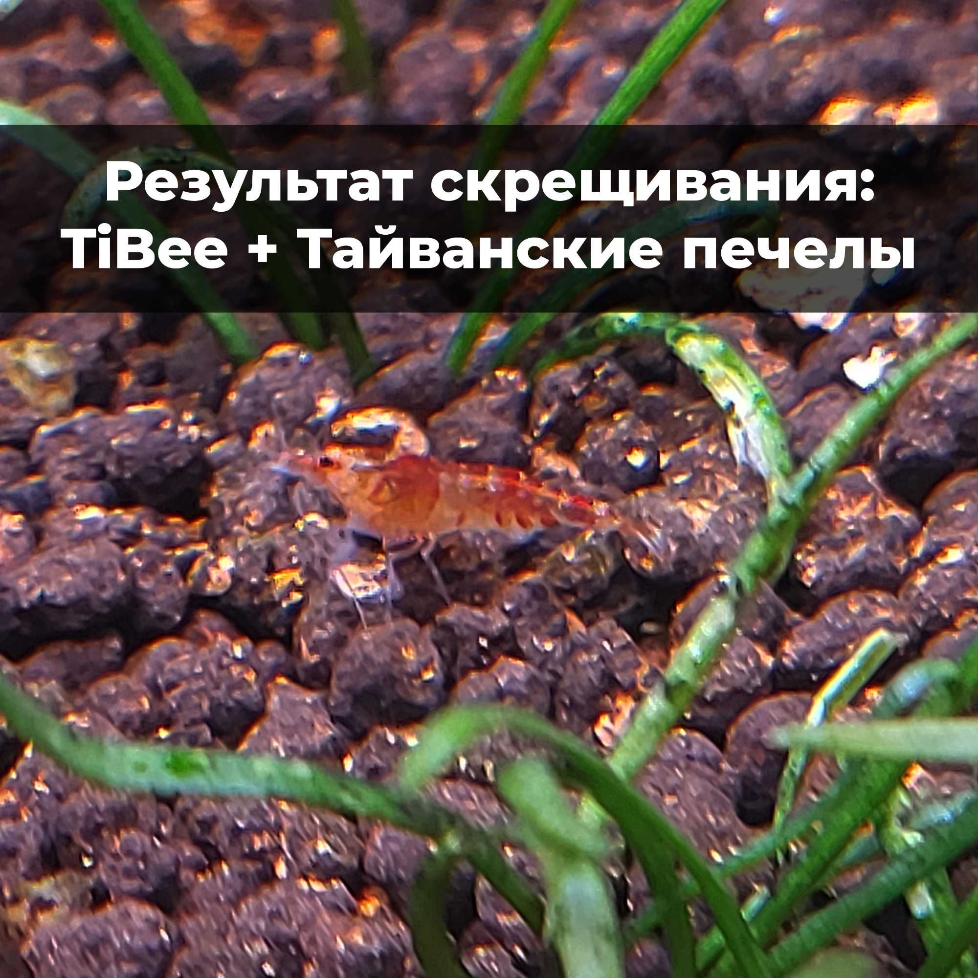 Аквариумные креветки Caridina TiBee