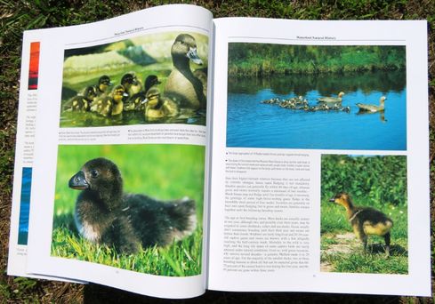 Livro sobre Cisnes, Gansos e Patos ornamentais