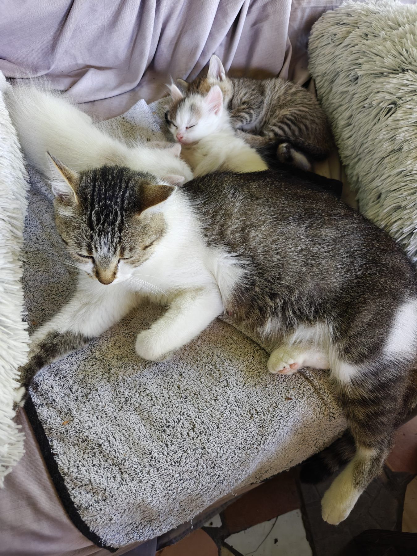 Милі котики в гарні руки