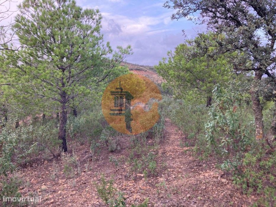 Terreno Com 32440 M2 Com Arvores - Vista - Possibilidade De Constru...