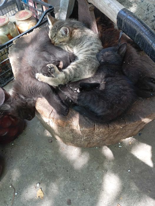 Кошеня в добрі руки