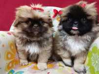 Pekińczyk Pekińczyki Nie Shih Tzu