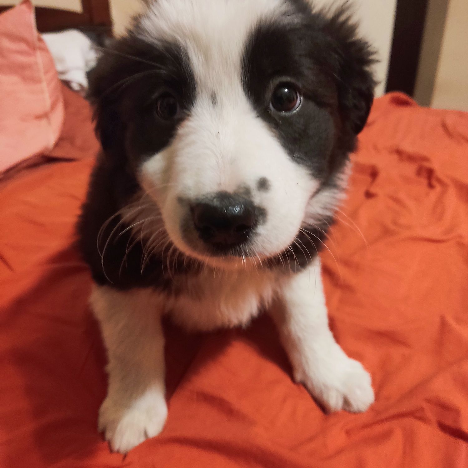 Border collie - suczka