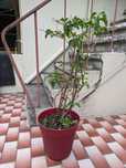 Planta bougainvillea